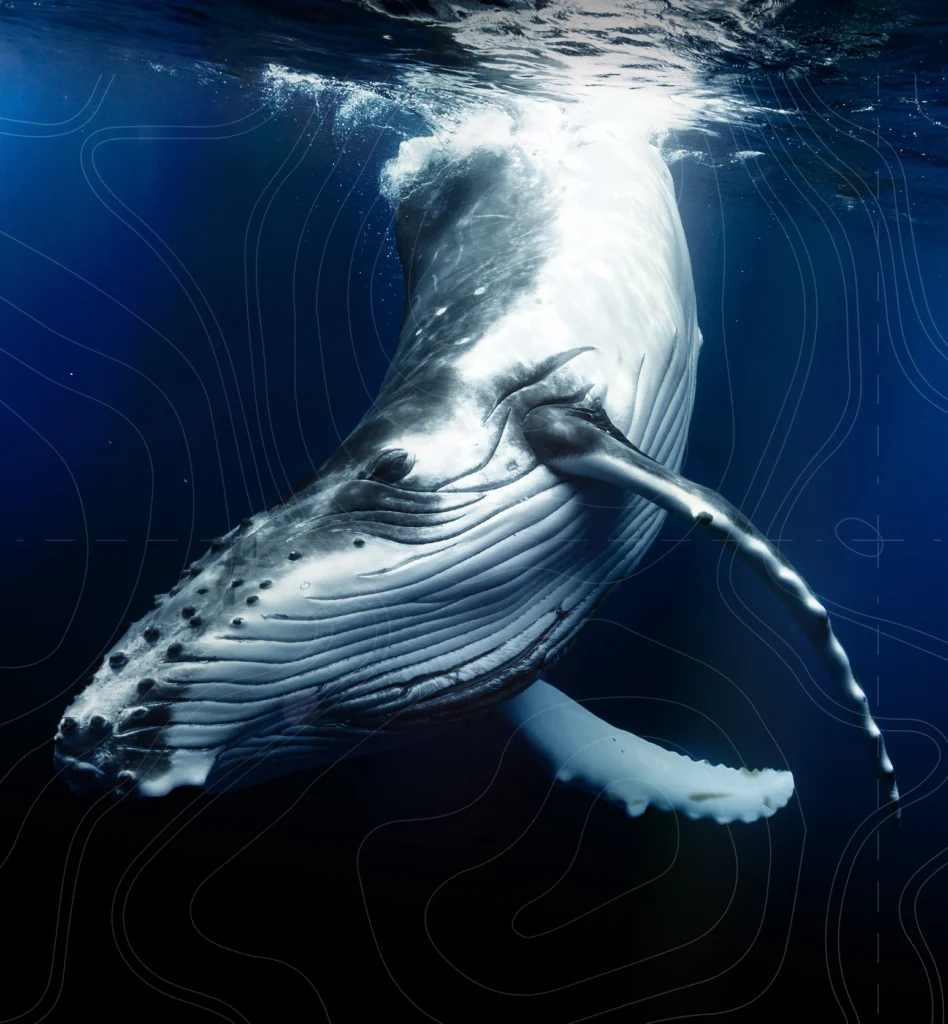 Sea Shepherd
